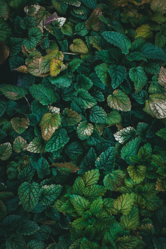 Free 나뭇잎, 녹색, 모바일 바탕화면의 무료 스톡 사진 Stock Photo