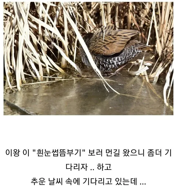 image.png 서울에 떴다는 희귀한 새 ㄷㄷㄷ.....jpg