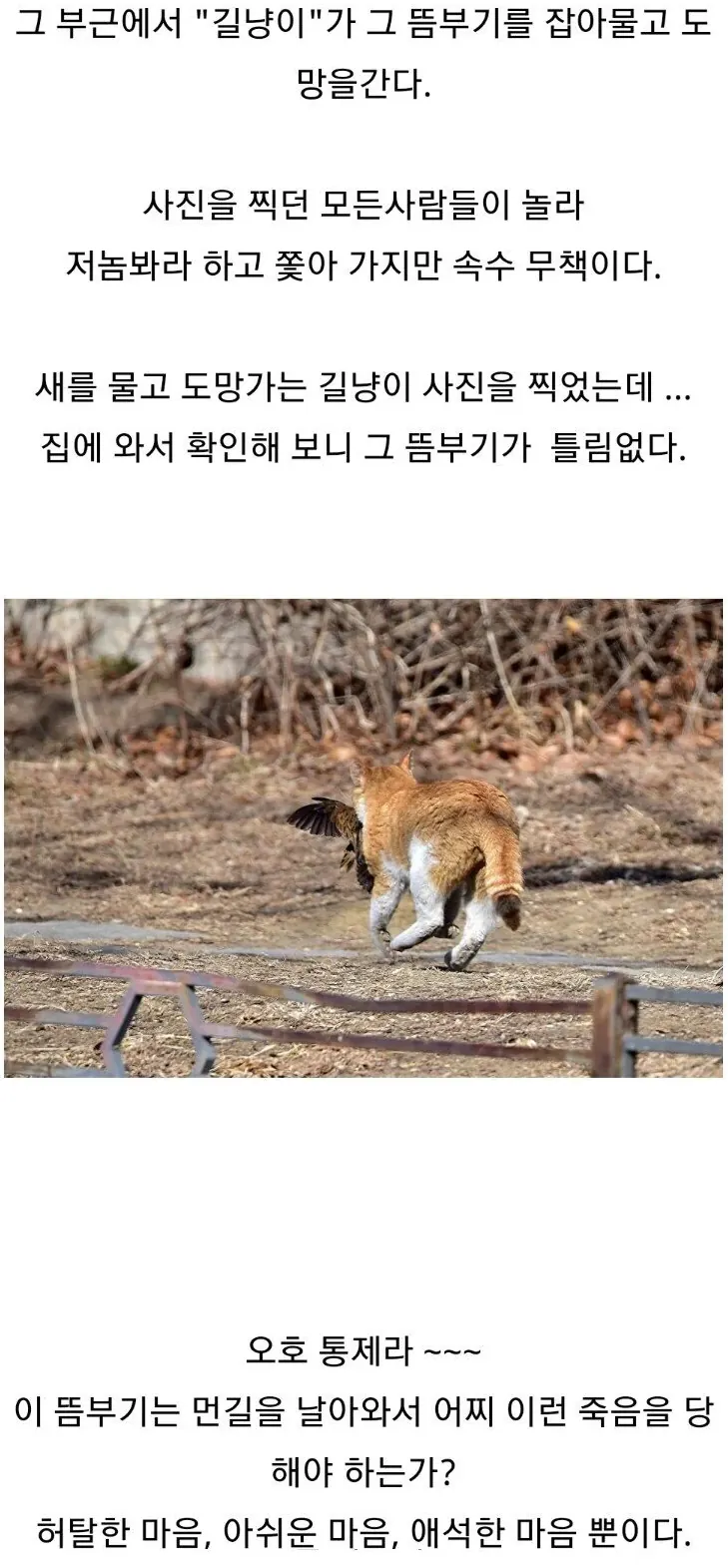 image.png 서울에 떴다는 희귀한 새 ㄷㄷㄷ.....jpg
