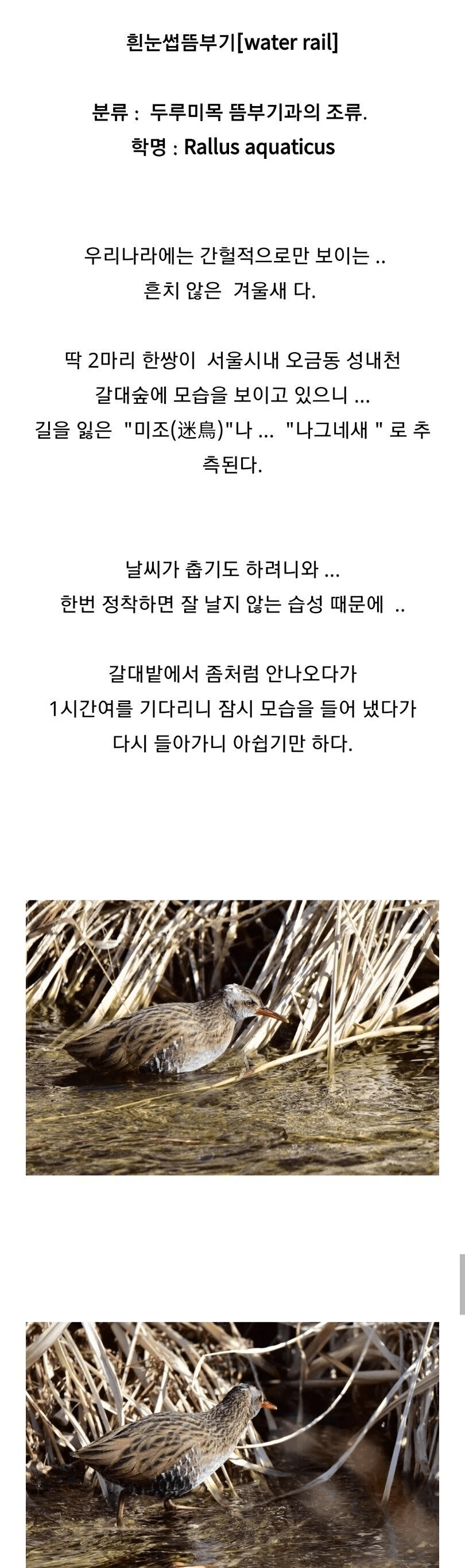 image.png 서울에 떴다는 희귀한 새 ㄷㄷㄷ.....jpg