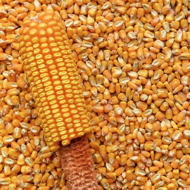 VCOPREI-A-Reids-Yellow-Dent-Corn-Seeds.jpg 한때 가난의 상징이었던 음식(미트로프 아님)